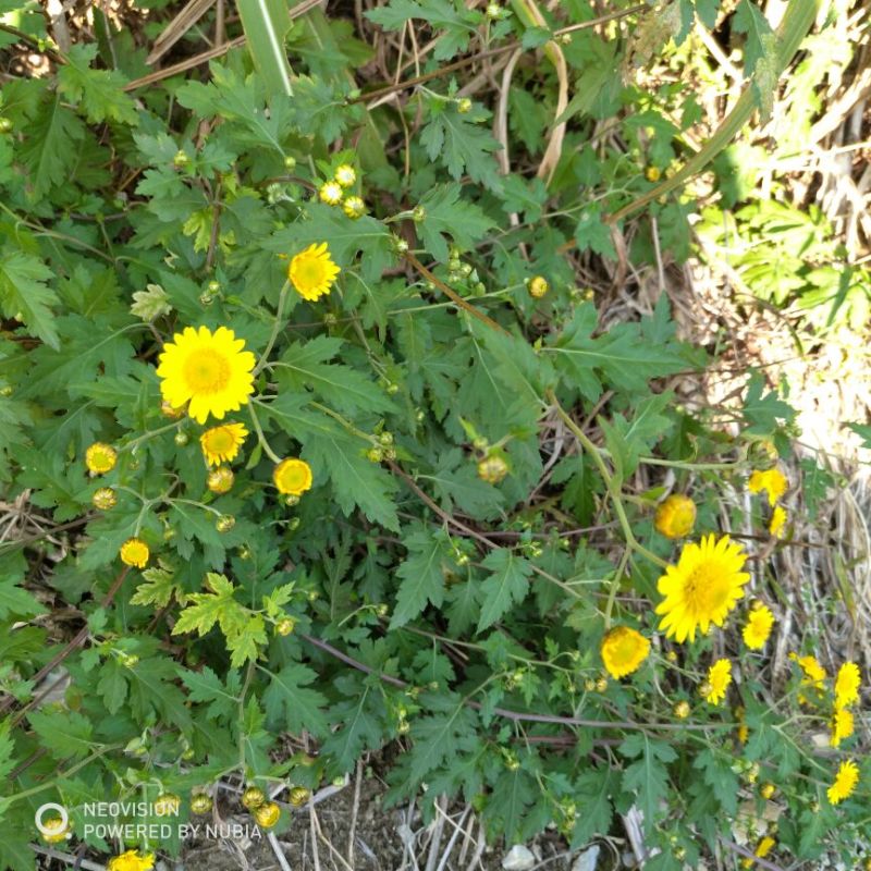野菊花养身泡茶