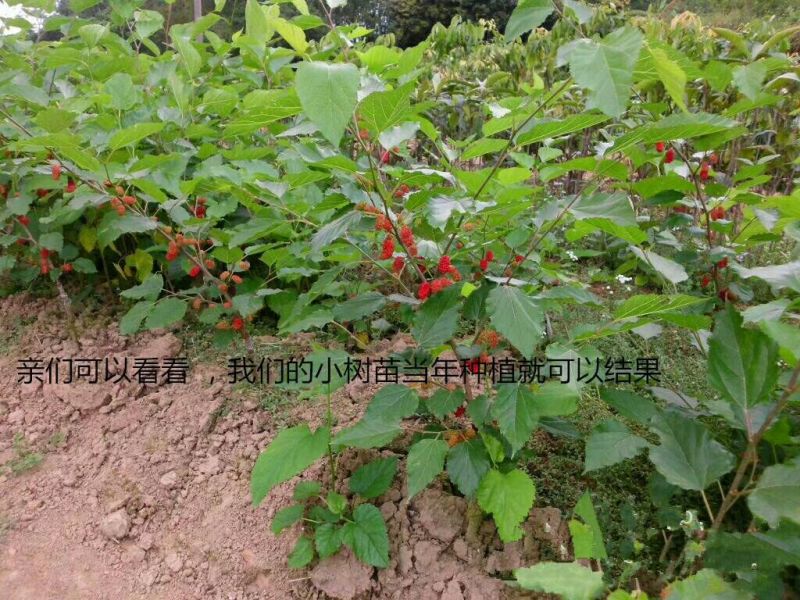 桑树苗优质嫁接台湾四季长果桑大十果桑葚