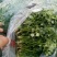 河北玉田香菜铁杆青香菜20-30