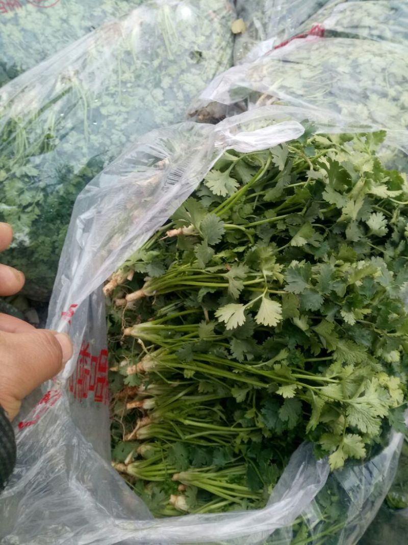 河北玉田香菜铁杆青香菜20-30