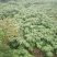 通草苗湖南湘西大通草苗质量保证可线上交易20-50cm