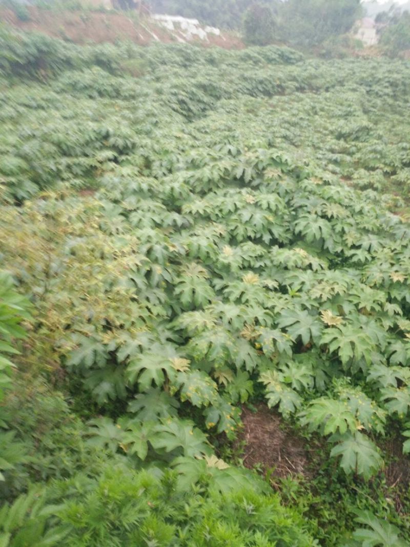 通草苗湖南湘西大通草苗质量保证可线上交易20-50cm