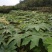 通草苗湖南湘西大通草苗质量保证可线上交易20-50cm
