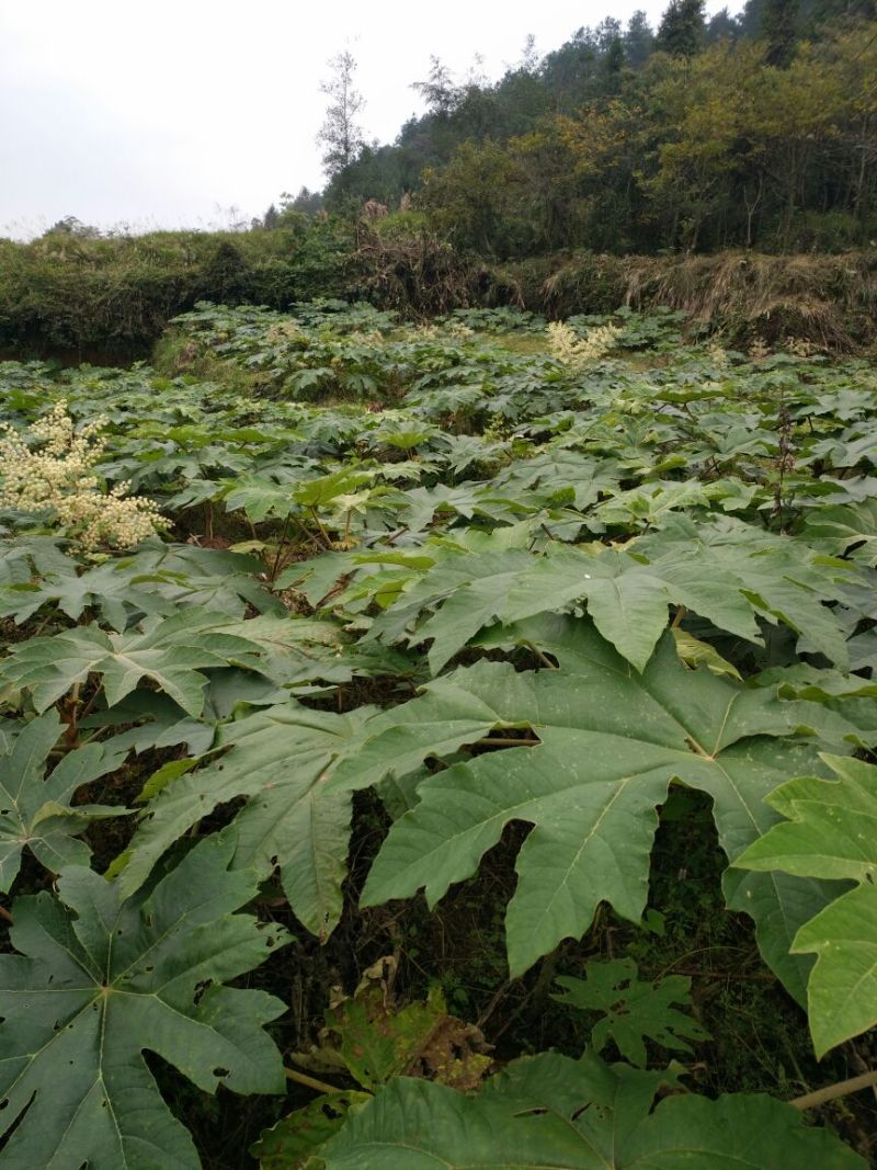 通草苗湖南湘西大通草苗质量保证可线上交易20-50cm