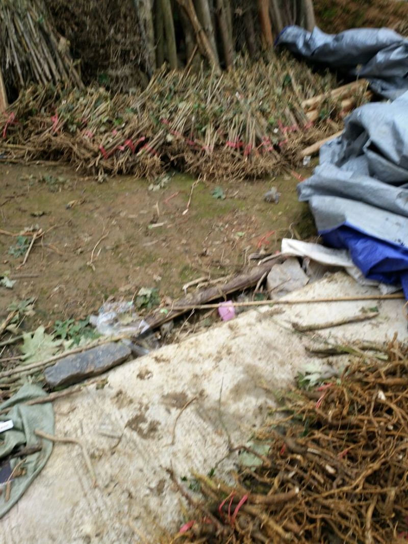 通草苗湖南湘西大通草苗质量保证可线上交易20-50cm