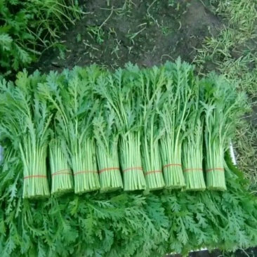 蒿子杆20Cm精品长年供应