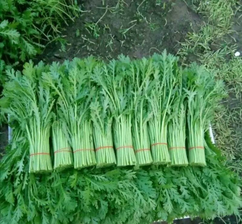蒿子杆20Cm精品长年供应