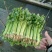 皇妃芹菜45cm以上专业种植长年供应