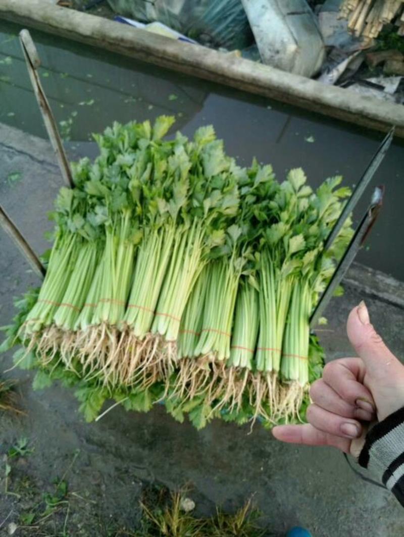 皇妃芹菜45cm以上专业种植长年供应
