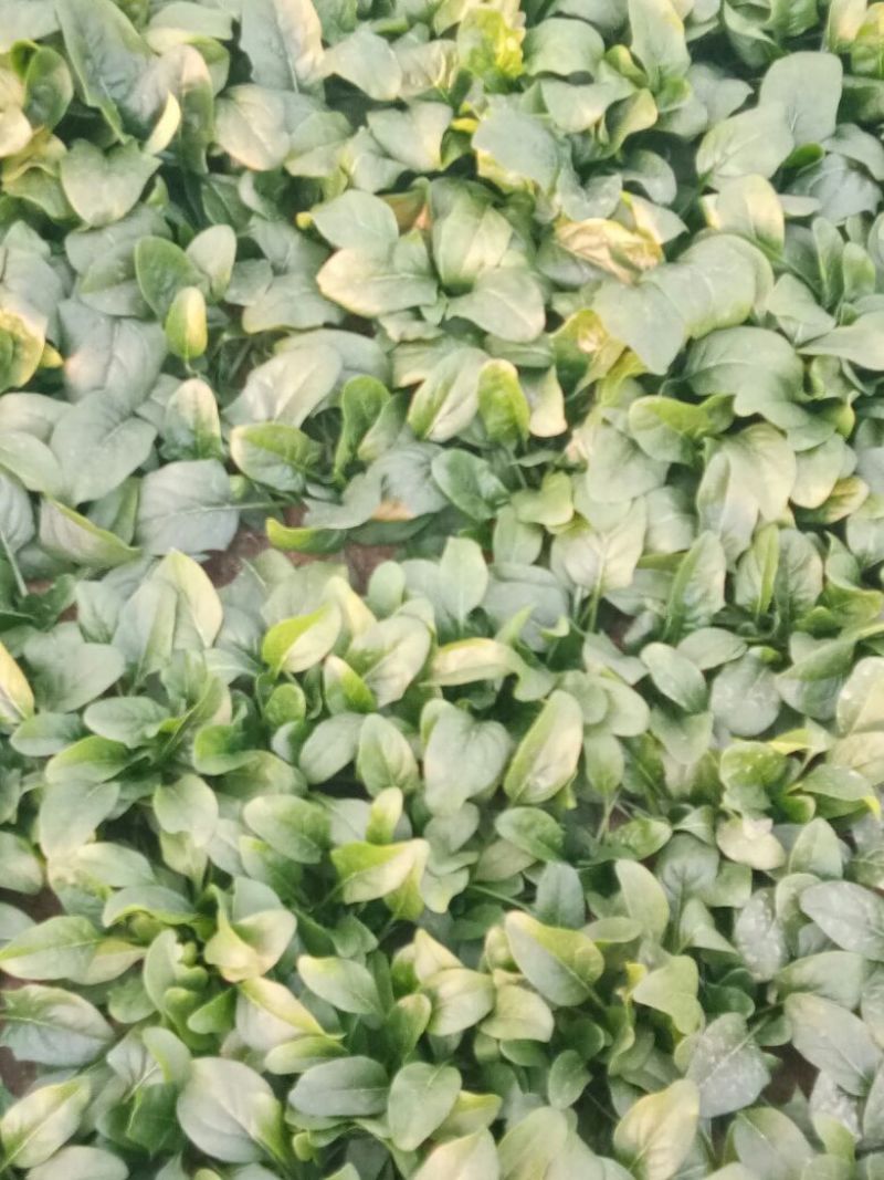 大叶菠菜20~25厘米