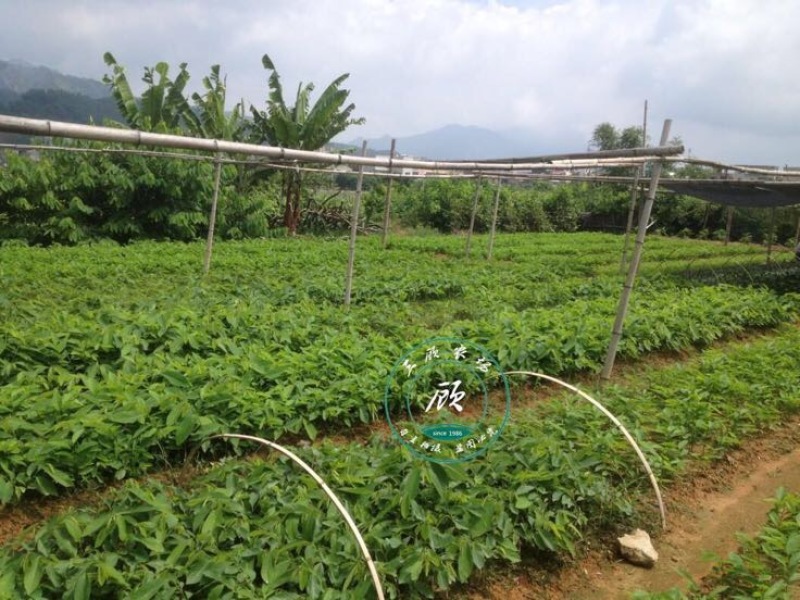 台湾凤梨释迦苗番荔枝苗30~50cm嫁接果树苗发货