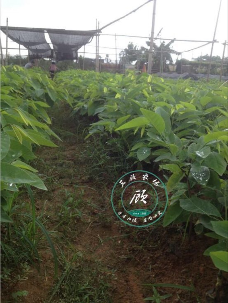 台湾凤梨释迦苗番荔枝苗30~50cm嫁接果树苗发货