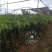 台湾凤梨释迦苗番荔枝苗30~50cm嫁接果树苗发货