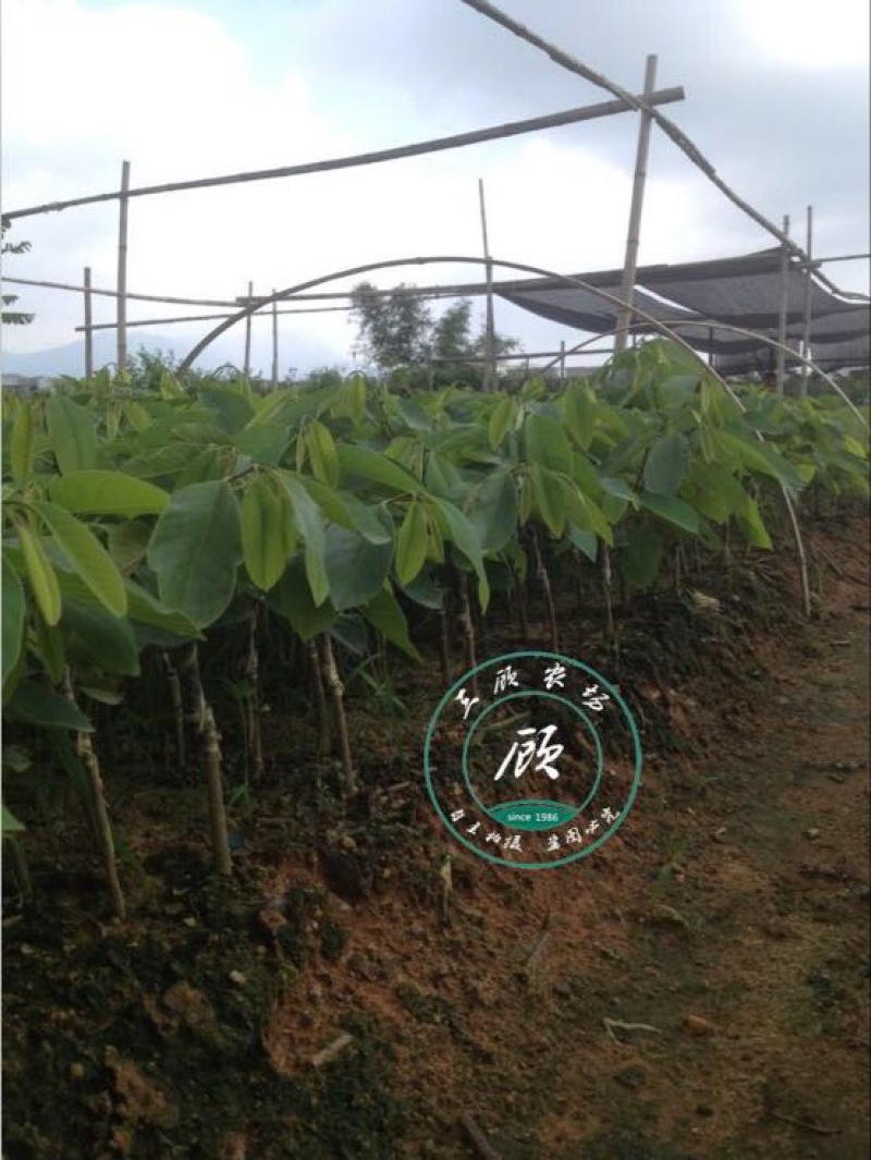 台湾凤梨释迦苗番荔枝苗30~50cm嫁接果树苗发货