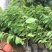 台湾凤梨释迦苗番荔枝苗30~50cm嫁接果树苗发货