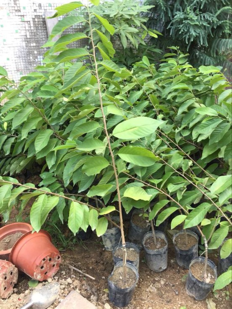 台湾凤梨释迦苗番荔枝苗30~50cm嫁接果树苗发货