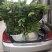 台湾凤梨释迦苗番荔枝苗30~50cm嫁接果树苗发货