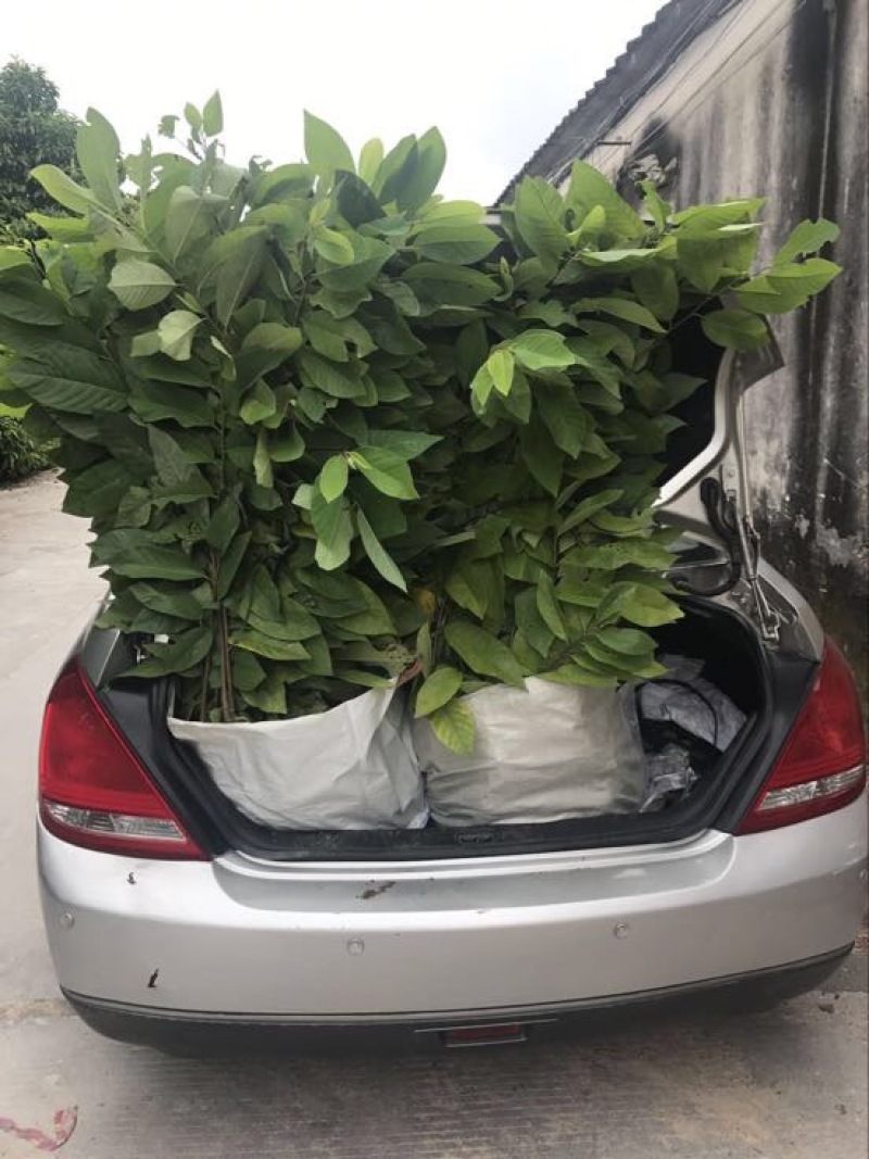 台湾凤梨释迦苗番荔枝苗30~50cm嫁接果树苗发货