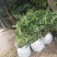 台湾凤梨释迦苗番荔枝苗30~50cm嫁接果树苗发货