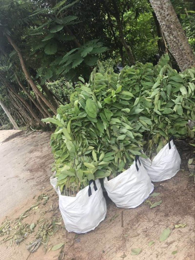 台湾凤梨释迦苗番荔枝苗30~50cm嫁接果树苗发货