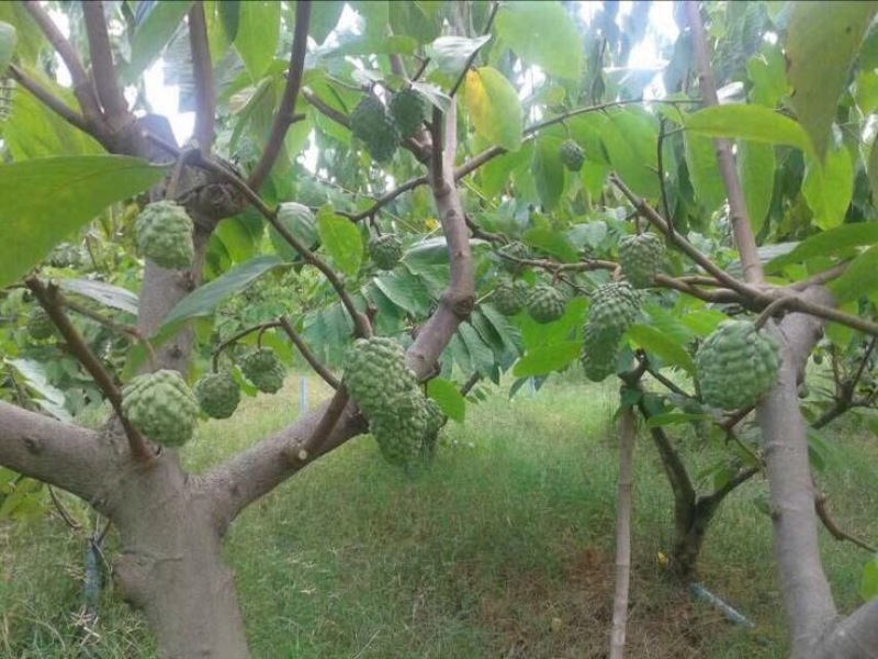 台湾凤梨释迦苗番荔枝苗30~50cm嫁接果树苗发货