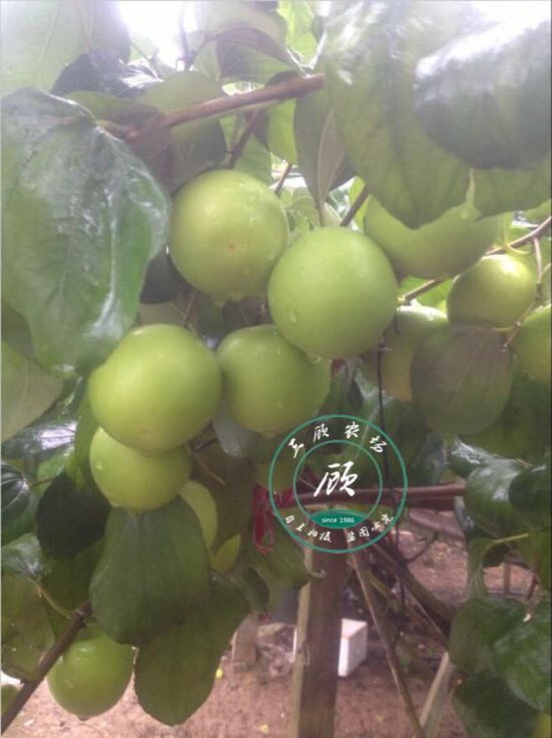 台湾脆蜜大青枣苗高朗中叶青枣苗牛奶青枣苗30~50