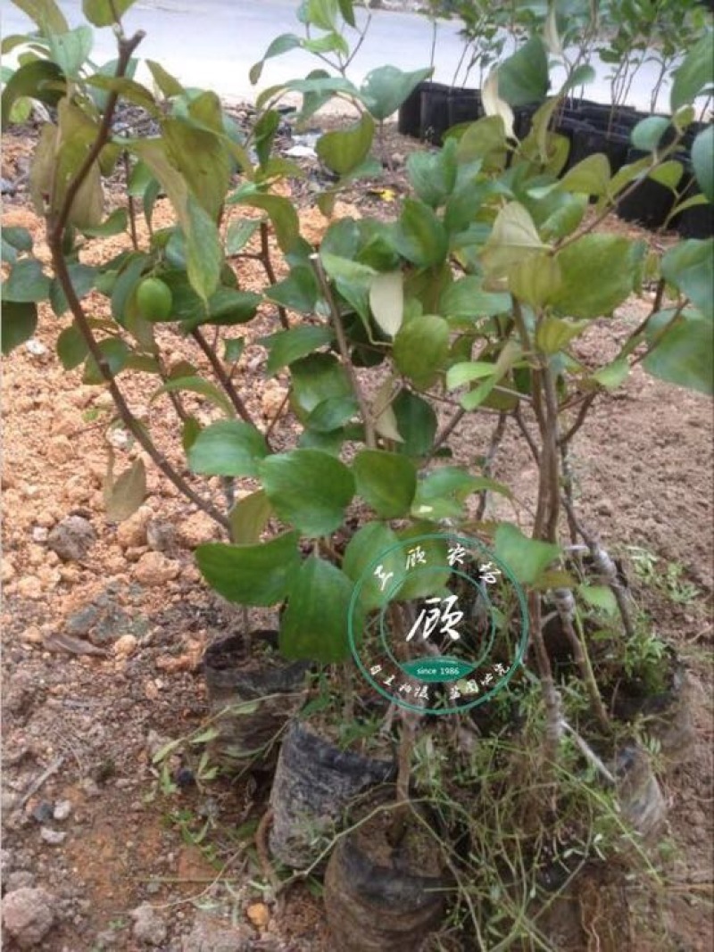 台湾脆蜜大青枣苗高朗中叶青枣苗牛奶青枣苗30~50