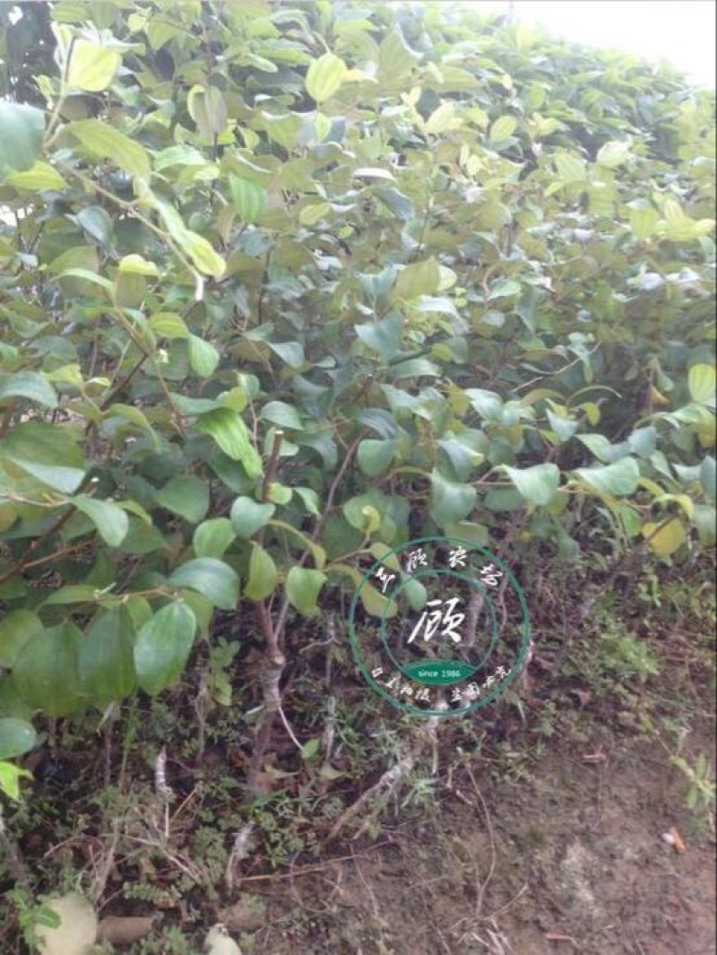 台湾脆蜜大青枣苗高朗中叶青枣苗牛奶青枣苗30~50