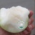 台湾脆蜜大青枣苗高朗中叶青枣苗牛奶青枣苗30~50