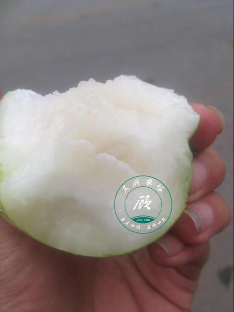 台湾脆蜜大青枣苗高朗中叶青枣苗牛奶青枣苗30~50