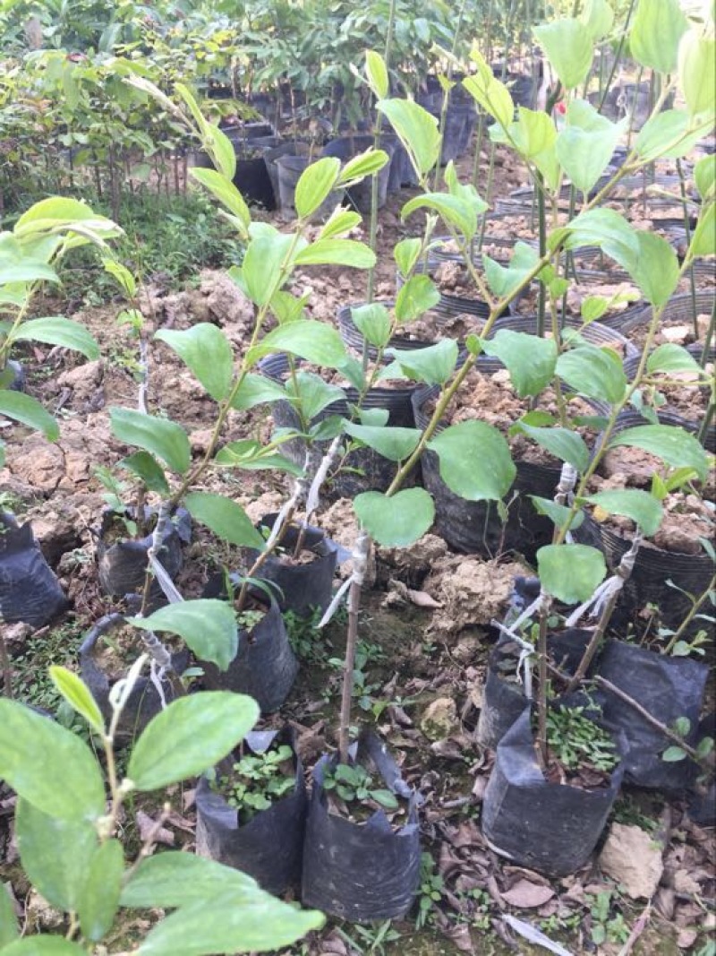 台湾脆蜜大青枣苗高朗中叶青枣苗牛奶青枣苗30~50