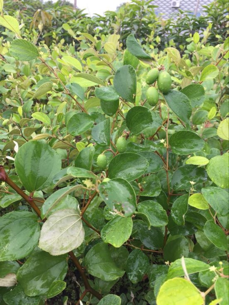 台湾脆蜜大青枣苗高朗中叶青枣苗牛奶青枣苗30~50