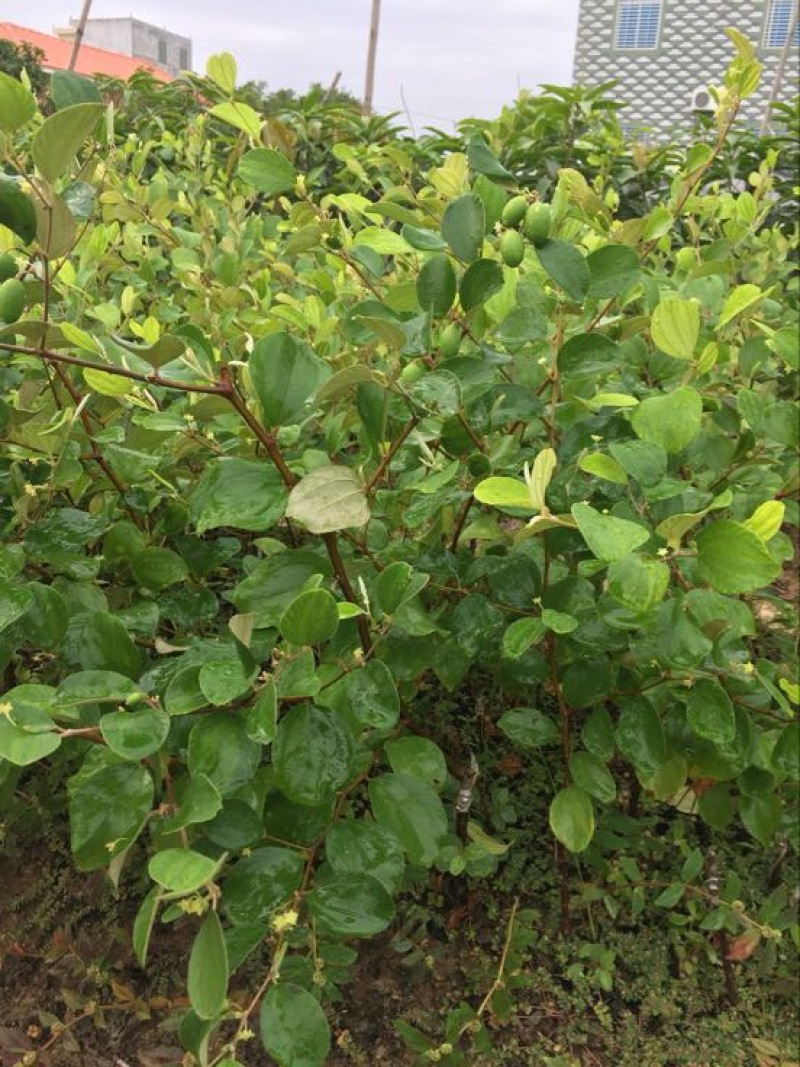 台湾脆蜜大青枣苗高朗中叶青枣苗牛奶青枣苗30~50