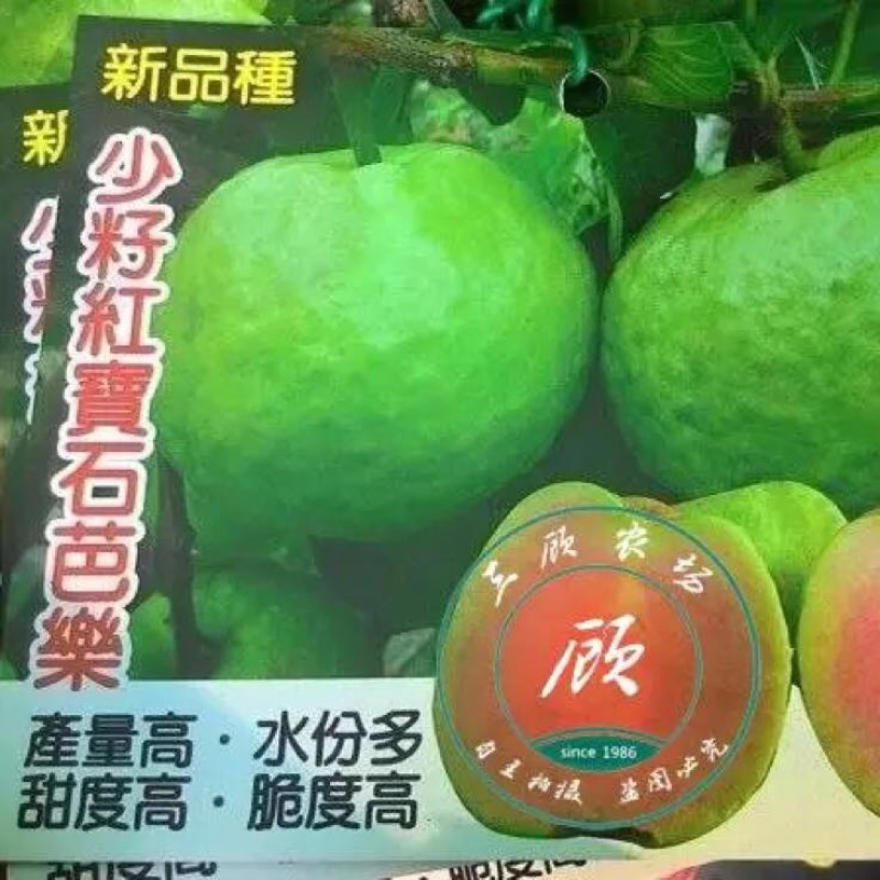 台湾四季少籽无籽红宝石芭乐苗番石榴苗一年苗四季结果