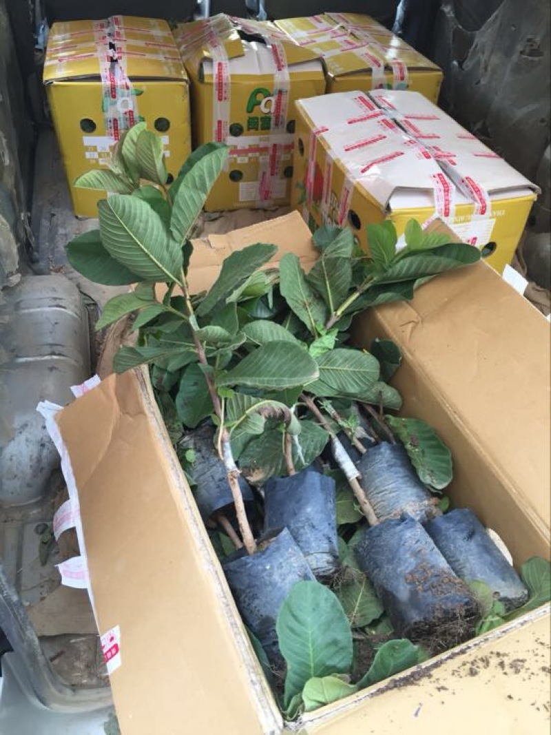 台湾四季少籽无籽红宝石芭乐苗番石榴苗一年苗四季结果