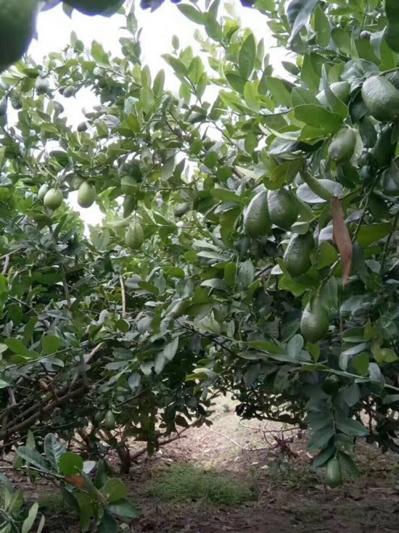 台湾四季无籽香水柠檬苗无籽青柠檬一年苗嫁接果树苗