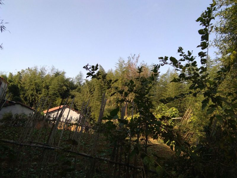 绿竹4~5m