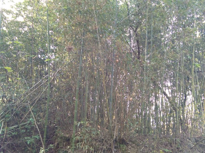 绿竹4~5m