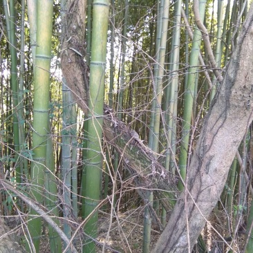 绿竹4~5m