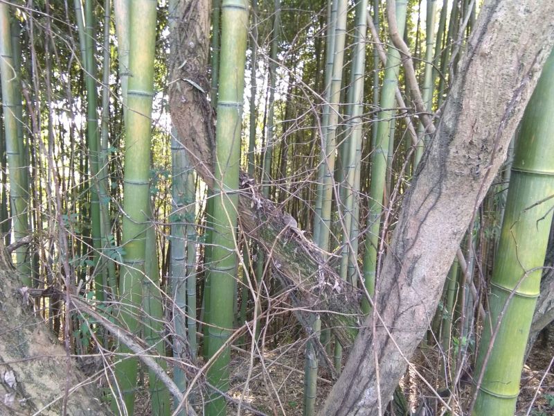绿竹4~5m