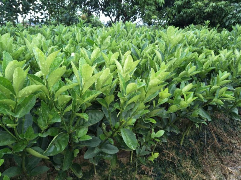 沃柑苗沃柑苗(枳壳、酸桔、香橙、柠檬、红桔砧木