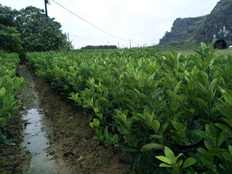 沃柑苗沃柑苗(枳壳、酸桔、香橙、柠檬、红桔砧木