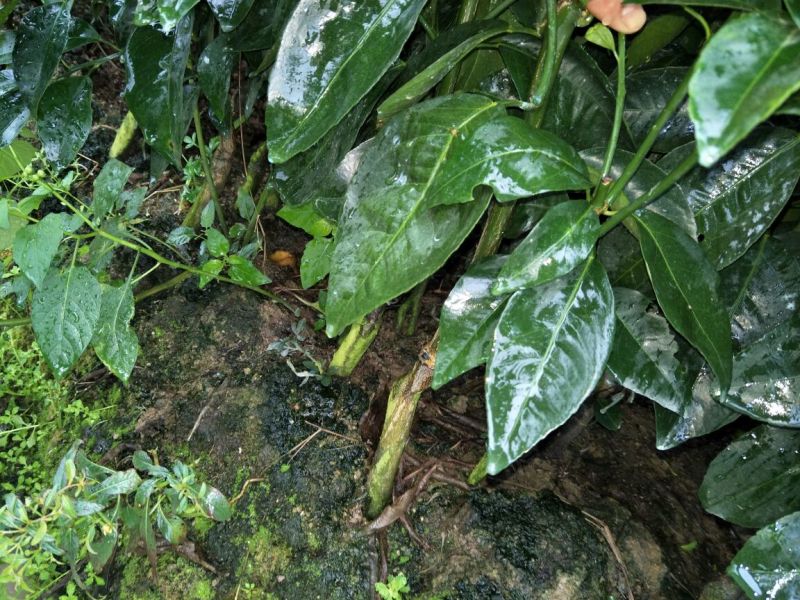 沃柑苗沃柑苗(枳壳、酸桔、香橙、柠檬、红桔砧木