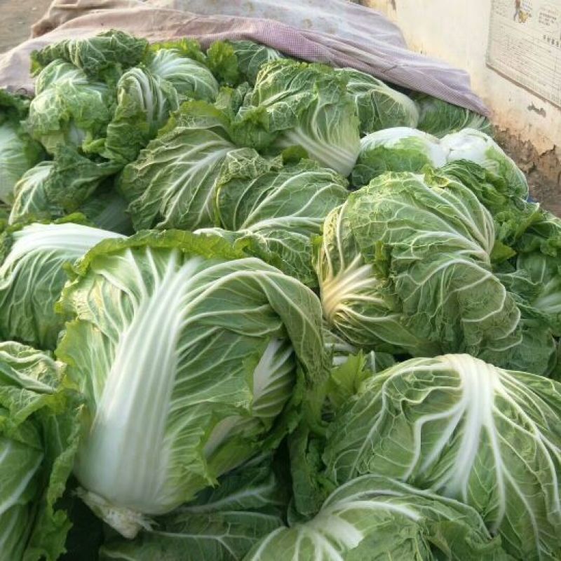 大量供应大白菜4~6斤净菜