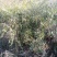 秦岭高山干竹笋，产地自供，支持一件代发，包邮