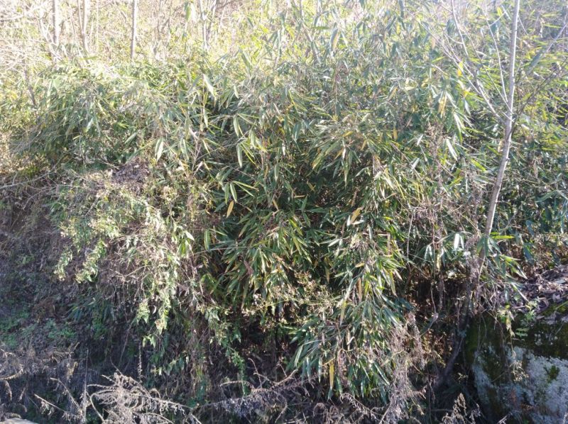 秦岭高山干竹笋，产地自供，支持一件代发，包邮