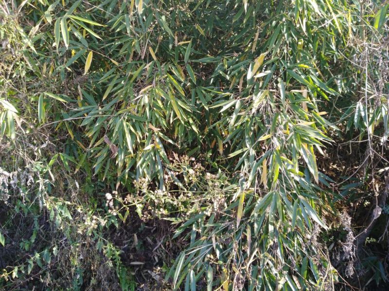 秦岭高山干竹笋，产地自供，支持一件代发，包邮