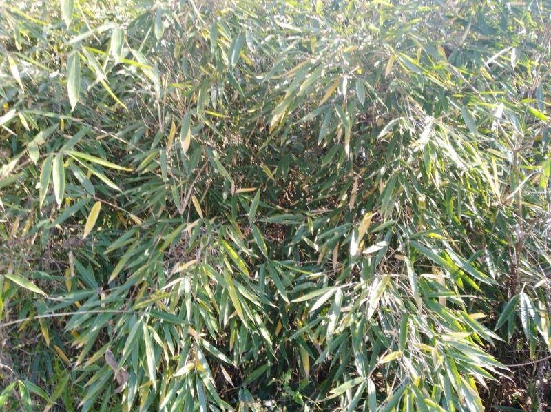 秦岭高山干竹笋，产地自供，支持一件代发，包邮