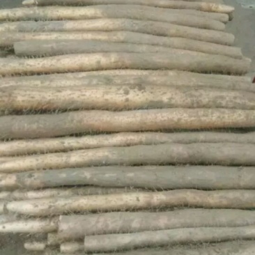 山药4~6厘米一级通货70~90厘米