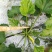 香蕉西葫芦0.6斤以上